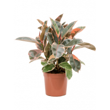 ficus elastica belize 55 cm - pot diamètre 21 cm