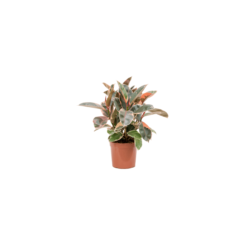 ficus elastica belize 55 cm - pot diamètre 21 cm