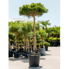 pinus brepo tige 220 cm - pot diamètre 50 cm