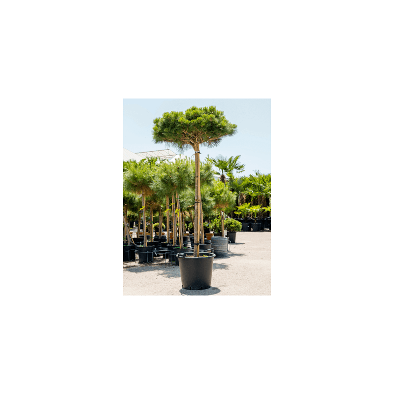 pinus brepo tige 220 cm - pot diamètre 50 cm