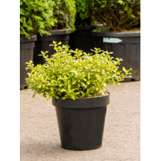 coprosme repens evening glow en 35 cm grosse touffe - pot diamètre 25 cm