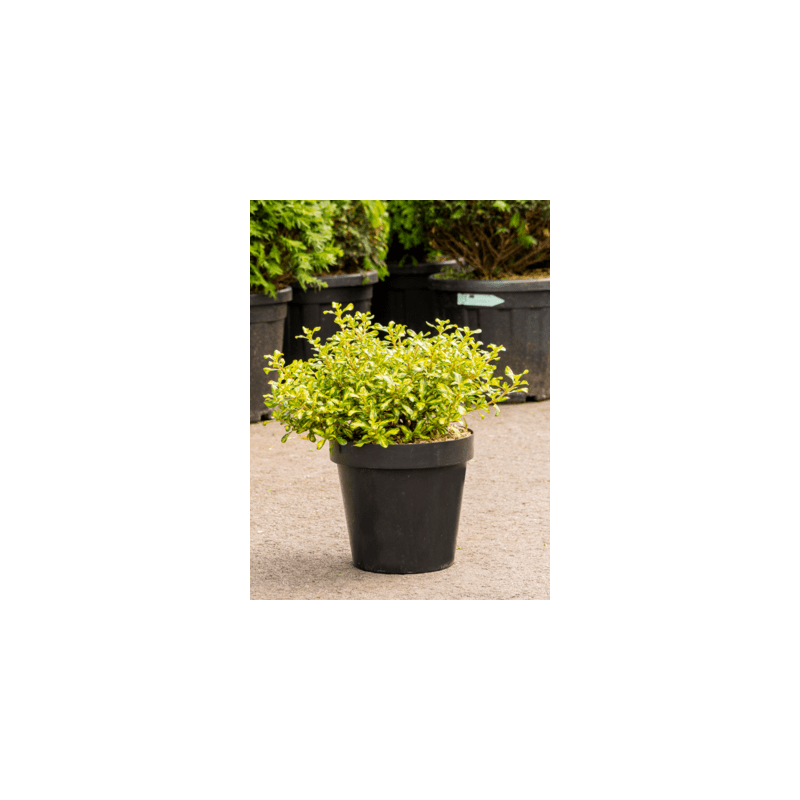 coprosme repens evening glow en 35 cm grosse touffe - pot diamètre 25 cm