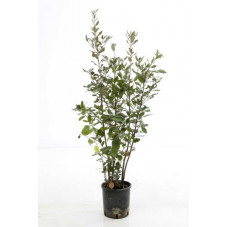 chêne vert buisson 60/80 cm - pot de 3 litres