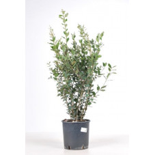 chêne vert buisson 80/100 cm - pot de 10 litres