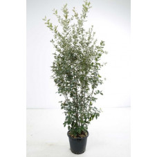 chêne vert buisson 200 cm - pot de 30 litres