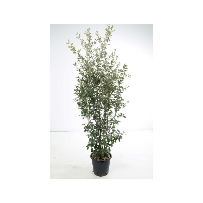 chêne vert buisson 200 cm - pot de 30 litres chêne vert buisson 200 cm - pot de 30 litres