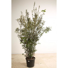 chêne vert buisson 250/270 cm - pot de 50 litres