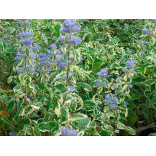 Caryopteris white surprise