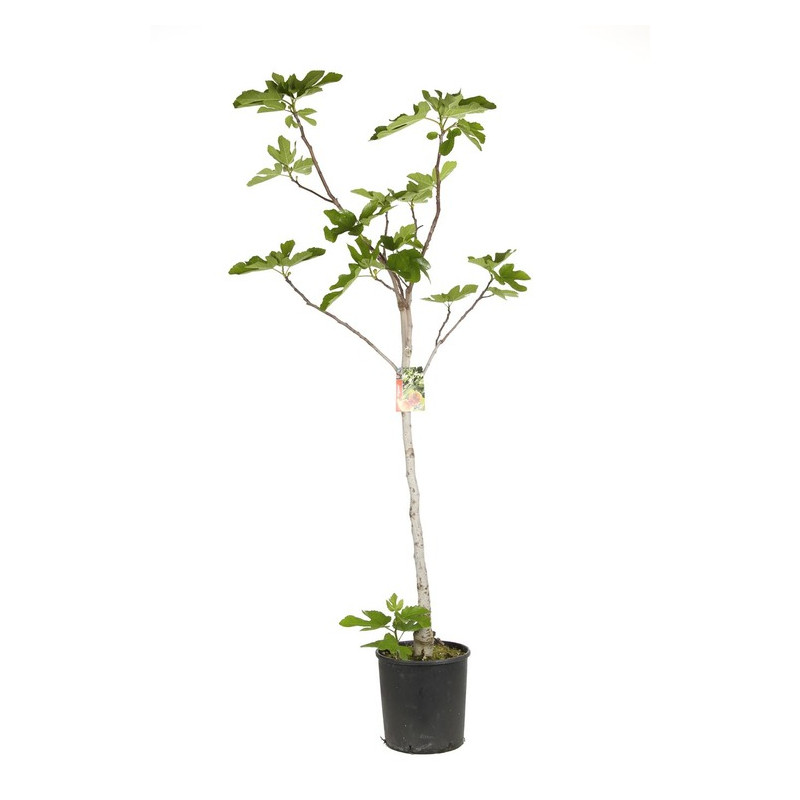 figuier Dame Blanche demi-tige 6/8 cm - pot de 10 litres figuier Dame Blanche demi-tige 6/8 cm - pot de 10 litres
