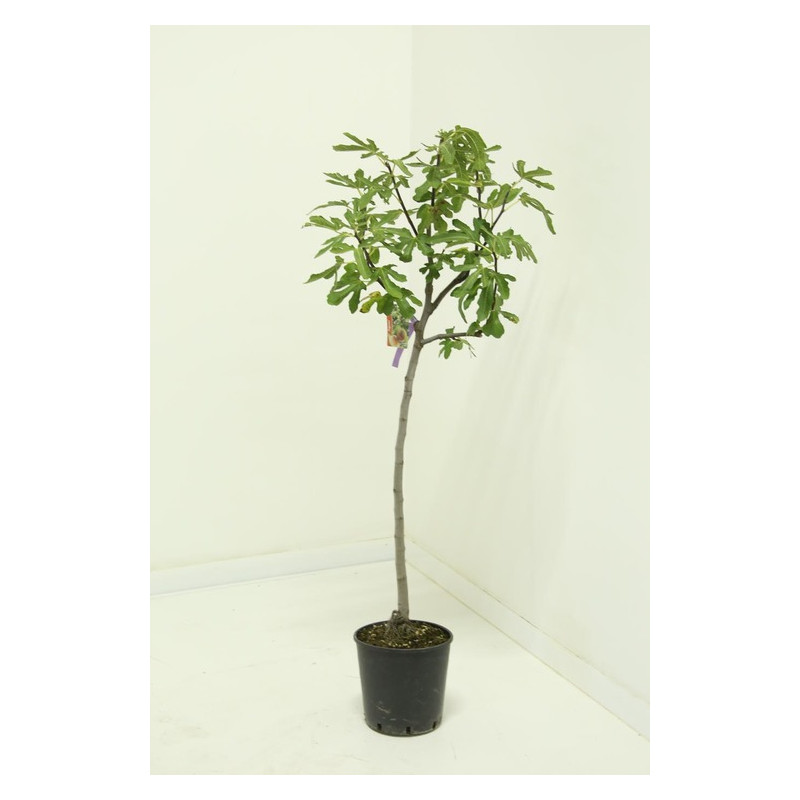 figuier Brogiotto bianco demi-tige - pot de 15 litres figuier Brogiotto bianco demi-tige - pot de 15 litres