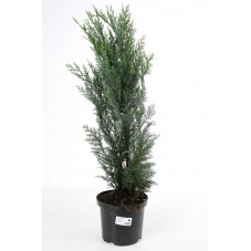 cyprès columnaris 80/90 cm - pot de 3 litres