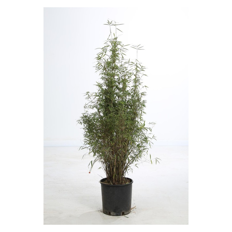 fargesia augustissima fargesia augustissima