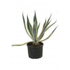 agave americana variegata 40-45 cm - pot de 10 litres