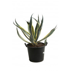 agave americana variegata 50-55 cm pot de 30 litres