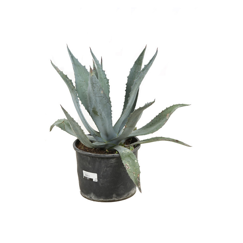 agave d'Amérique 40/45 cm - pot de 10 litres