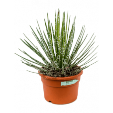 agave filifera 50 cm - pot diamètre 27 cm