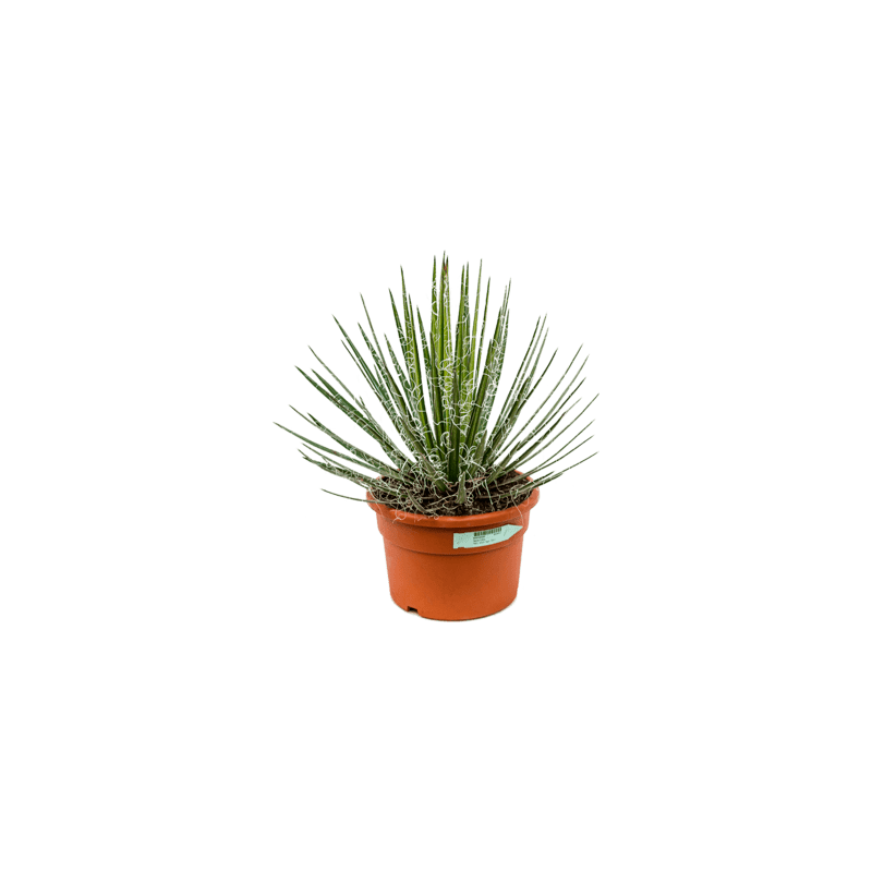 agave filifera 50 cm - pot diamètre 27 cm