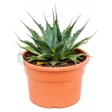 agave des montagnes (montana) 30 cm - pot diamètre 23 cm