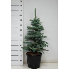 PICEA PUNGENS FAT ALBERT 100 cm - pot de 13 Litres