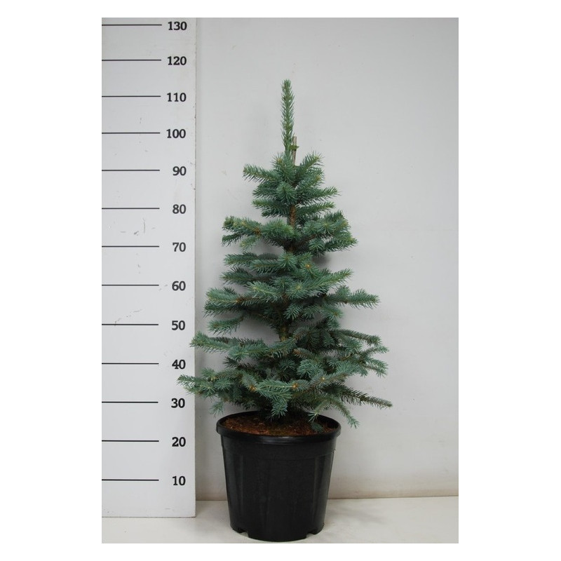 PICEA PUNGENS FAT ALBERT 100 cm - pot de 13 Litres