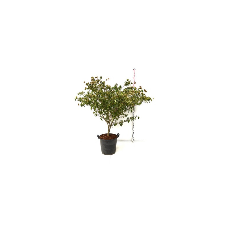 cornouiller rose beni-fuji 100/125 cm C 50 Litres cornouiller rose beni-fuji 100/125 cm C 50 Litres