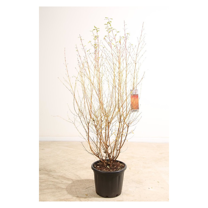 cornouiller sanguin mindwinter fire 100/125 cm pot de 35 litres