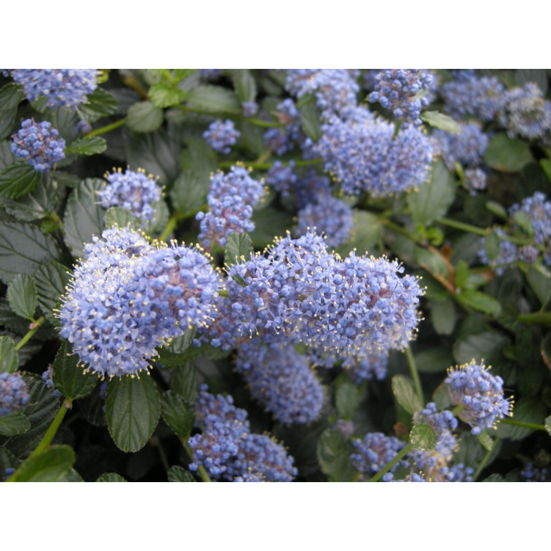 ceanothus repens