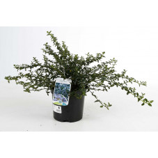 ceanothe repens en pot de 3 litres