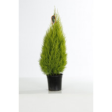 cyprès doré Wilma en pot de 23 cm - 80 cm