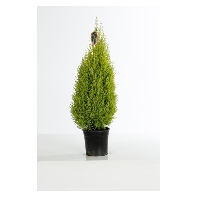 cyprès doré Wilma en pot de 23 cm - 80 cm