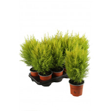 cyprès doré Wilma pot de 13 cm - 60 cm