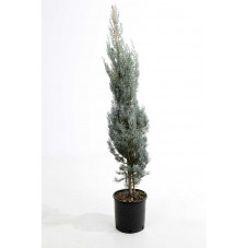 cupressus arizonica 100 cm - en pot de 9 litres