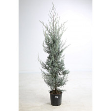 cupressus arizonica 175 cm - pot de 20 litres