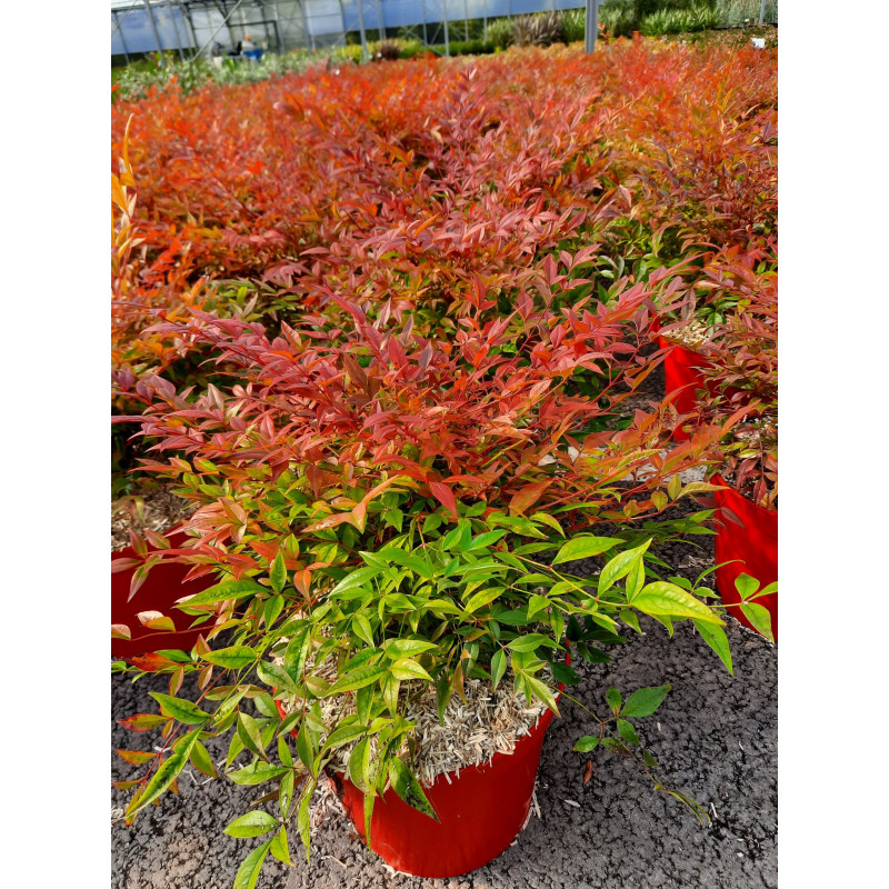 bambou sacré Obsessed - nandina domestica bambou sacré Obsessed - nandina domestica