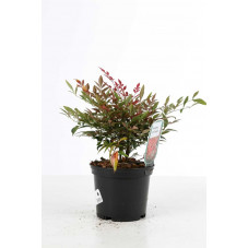 nandina domestica pot de 3 litres 25/30 cm