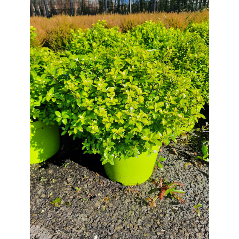 pittosporum golden ball boule 50/60 cm - pot de 25 litres