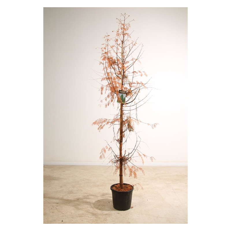 metasequoia en taille 175/200 cm pot de 20 litres metasequoia en taille 175/200 cm pot de 20 litres