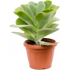 kalanchoe 30 cm - pot de 23 cm