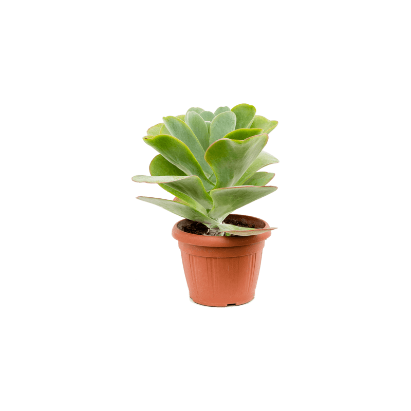 kalanchoe 30 cm - pot de 23 cm kalanchoe 30 cm - pot de 23 cm