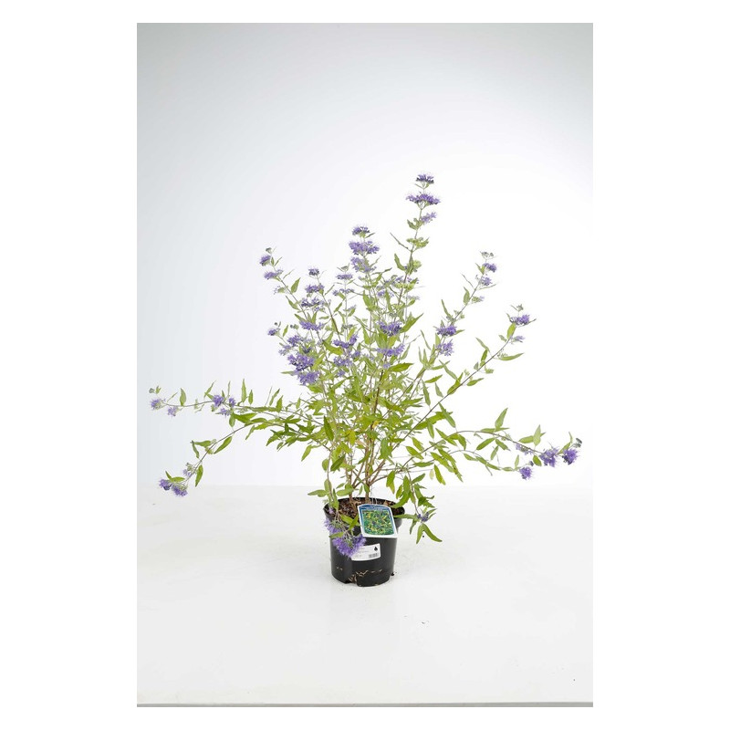 spirée bleue- caryopteris pot de 3 litres