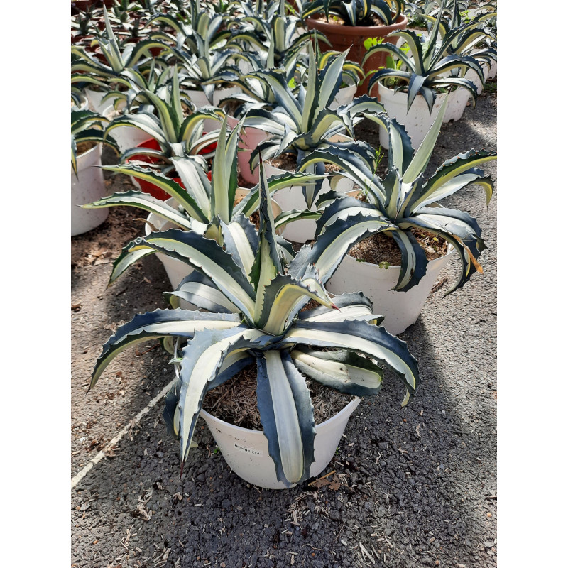 agave mediopicta en pot de 8 litres