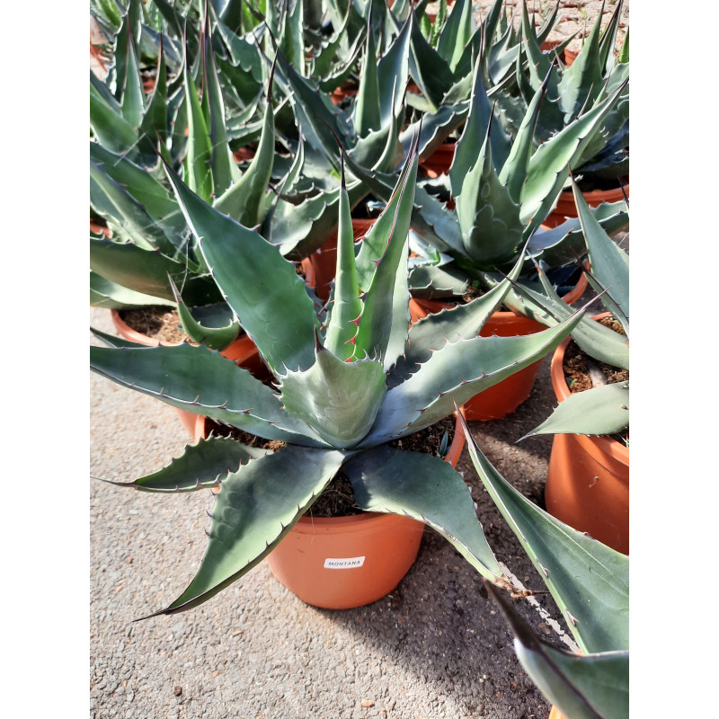 agave montana - pot de 8 litres