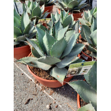 agave ovatifolia