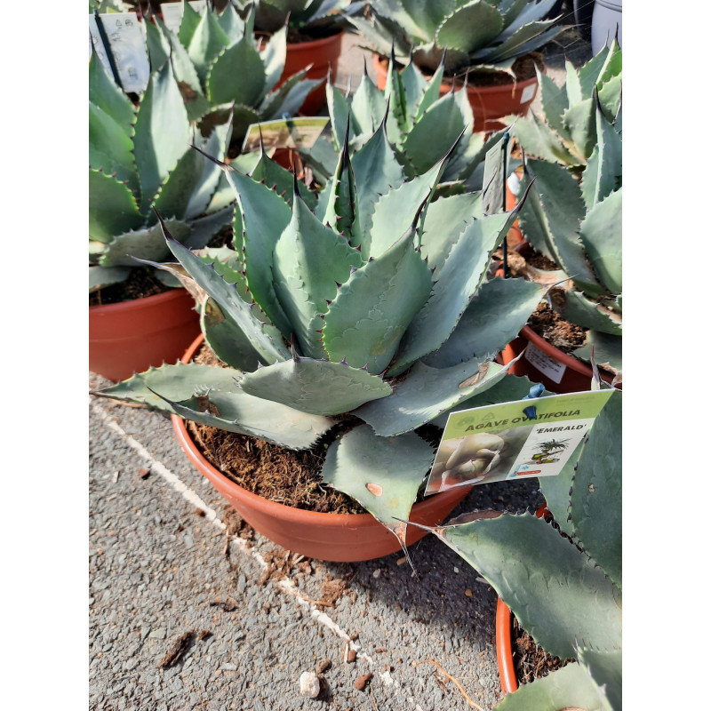 agave ovatifolia