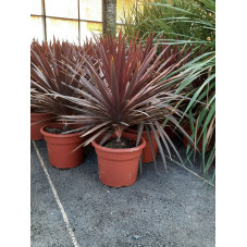 cordyline pourpre red star 80/100 cm pot de 7/8 litres