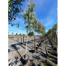 eucalyptus rostrata tige 10/12 - pot de 30 litres