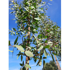 feuillage persistant de l'eucalyptus rostrata - gommier rouge des rivières