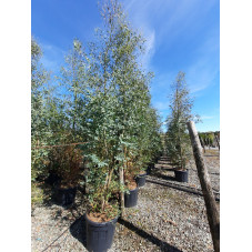eucalyptus gunnii - gommier cidre en 300/350 cm