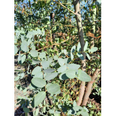 feuillage eucalyptus gunnii - gommier cidre