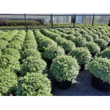 pittosporum silver ball boule 60/70 cm - pot de 25 litres